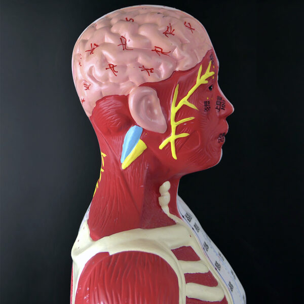 Grand mannequin d’acupuncture anatomique homme Médecine Chinoise (profil détail)