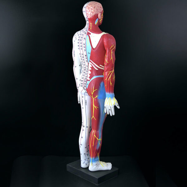 Grand mannequin d’acupuncture anatomique homme Médecine Chinoise (3/4 dos)