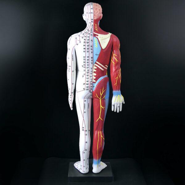 Grand mannequin d’acupuncture anatomique homme Médecine Chinoise (dos)