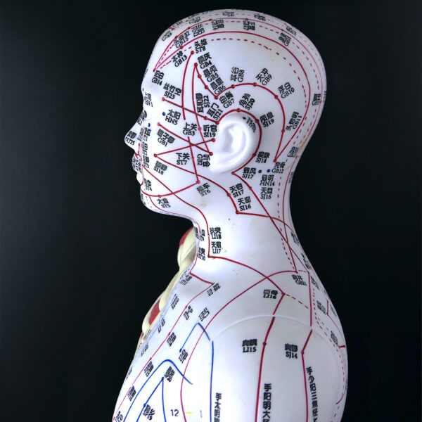 Grand mannequin d’acupuncture anatomique homme Médecine Chinoise (profil détail)