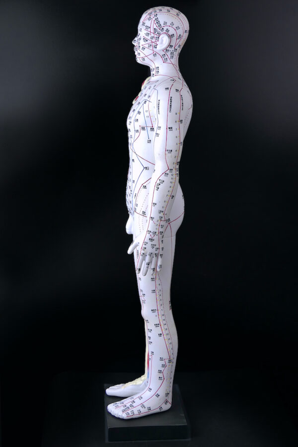 Grand mannequin d’acupuncture anatomique homme Médecine Chinoise (profil)