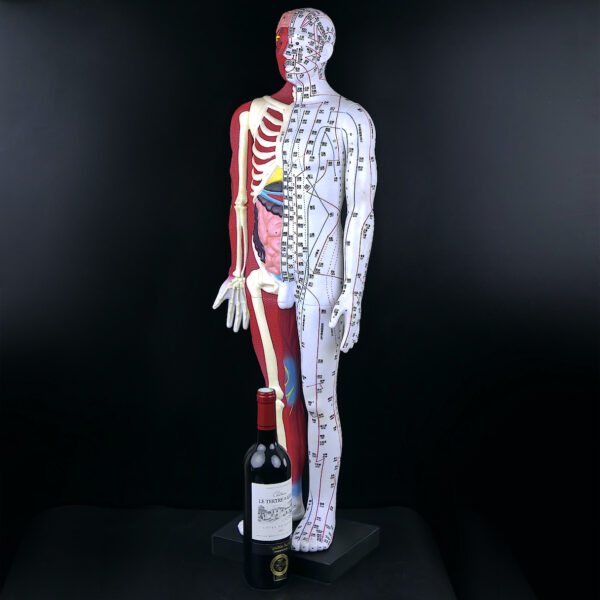 Grand mannequin d’acupuncture anatomique homme Médecine Chinoise (proportion)