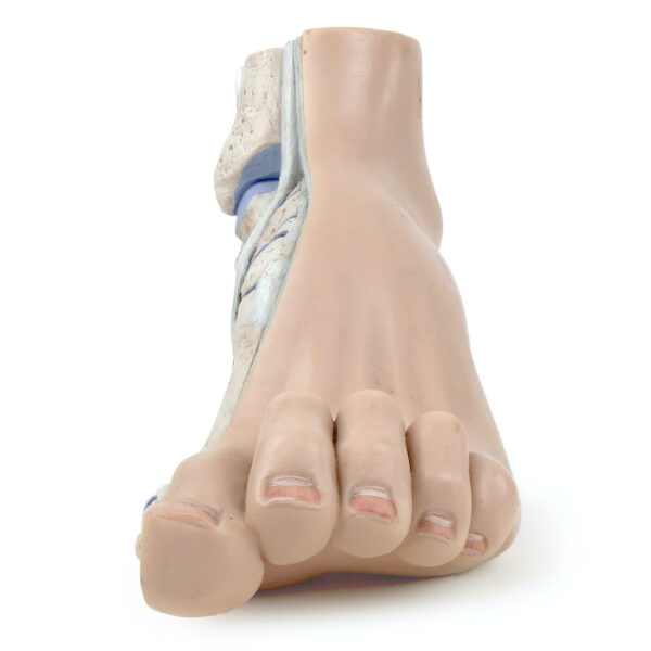 Modèle anatomique de pied en coupe polychrome Curiosité médicale (face)
