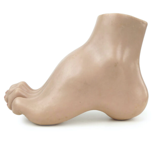 Modèle anatomique de pied en coupe polychrome Curiosité médicale (profil)