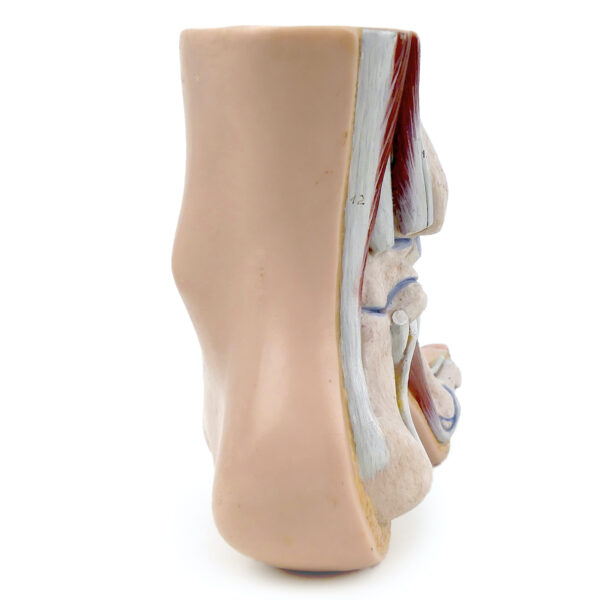 Modèle anatomique de pied en coupe polychrome Curiosité médicale (dos)