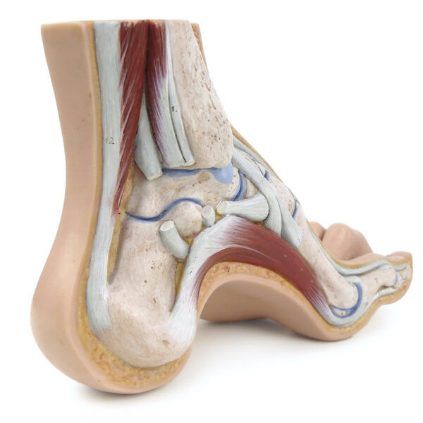 Modèle anatomique de pied en coupe polychrome Curiosité médicale (3/4 dos)