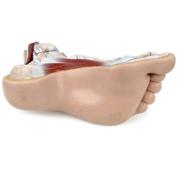 Modèle anatomique de pied en coupe polychrome Curiosité médicale (dessous)