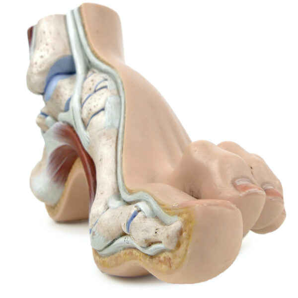 Modèle anatomique de pied en coupe polychrome Curiosité médicale (3/4)