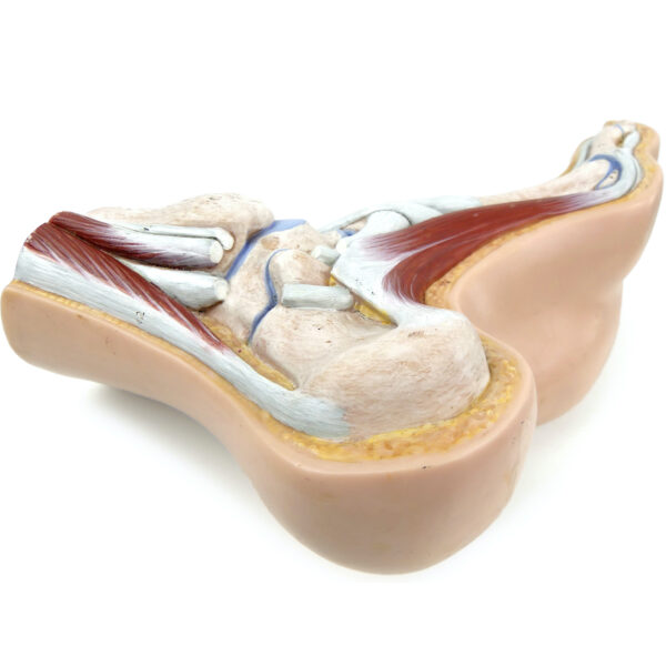 Modèle anatomique de pied en coupe polychrome – Image 9