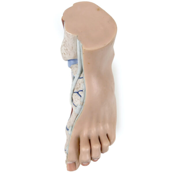 Modèle anatomique de pied en coupe polychrome Curiosité médicale (dessus)