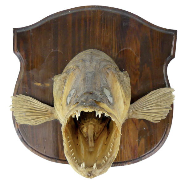 Tête de grand sandre naturalisé sur socle Trophée de poisson XXe (face)