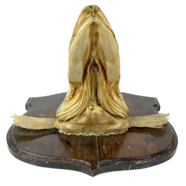 Tête de grand sandre naturalisé sur socle Trophée de poisson XXe (dessous)