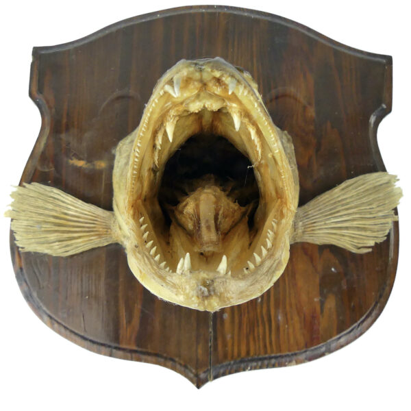 Tête de grand sandre naturalisé sur socle Trophée de poisson XXe (face)