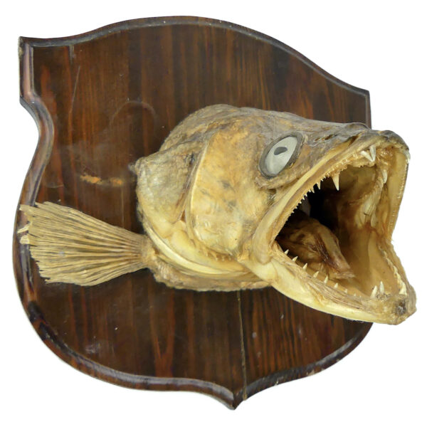 Tête de grand sandre naturalisé sur socle Trophée de poisson XXe (3/4)