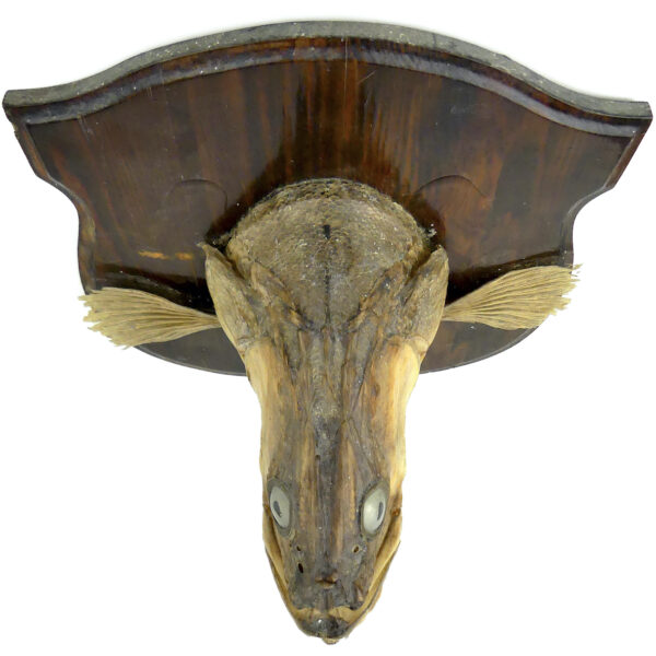 Tête de grand sandre naturalisé sur socle Trophée de poisson XXe (dessus)