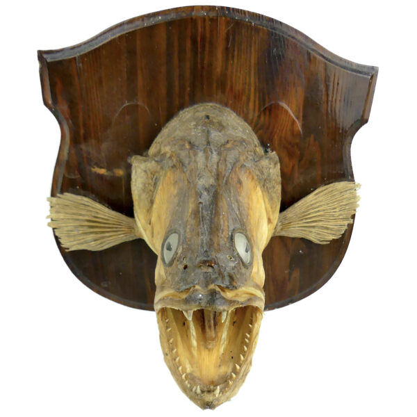 Tête de grand sandre naturalisé sur socle Trophée de poisson XXe (face)