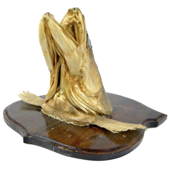 Tête de grand sandre naturalisé sur socle Trophée de poisson XXe (dessous 3/4)