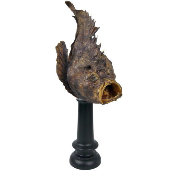 Poisson-pierre naturalisé sur pied en bois tourné noir Curiosité de la mer (3/4)