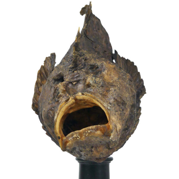 Poisson-pierre naturalisé sur pied en bois tourné noir Curiosité de la mer (face)