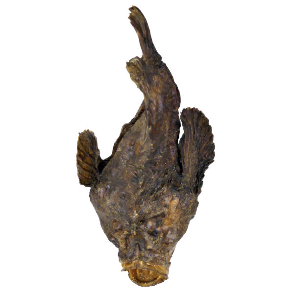 Poisson-pierre naturalisé sur pied en bois tourné noir Curiosité de la mer (dessus)