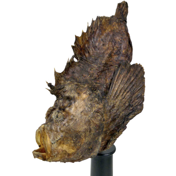 Poisson-pierre naturalisé sur pied en bois tourné noir Curiosité de la mer (profil)