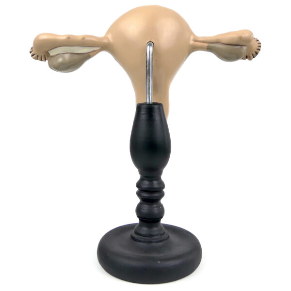 Système reproducteur féminin modèle pédagogique allemand Etler Zimmer (dos)