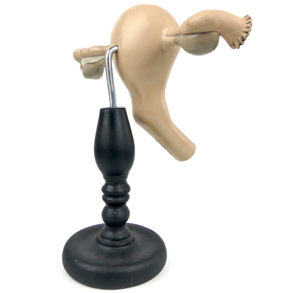 Système reproducteur féminin modèle pédagogique allemand Etler Zimmer (dos 3/4)