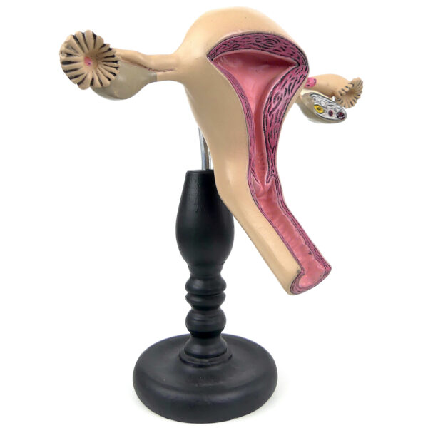 Système reproducteur féminin modèle pédagogique allemand Etler Zimmer (3/4)