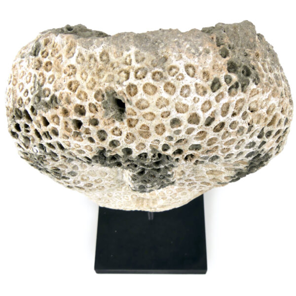 Masque d’ancêtre Atoni en corail fossilisé sur socle Timor oriental (dessus)