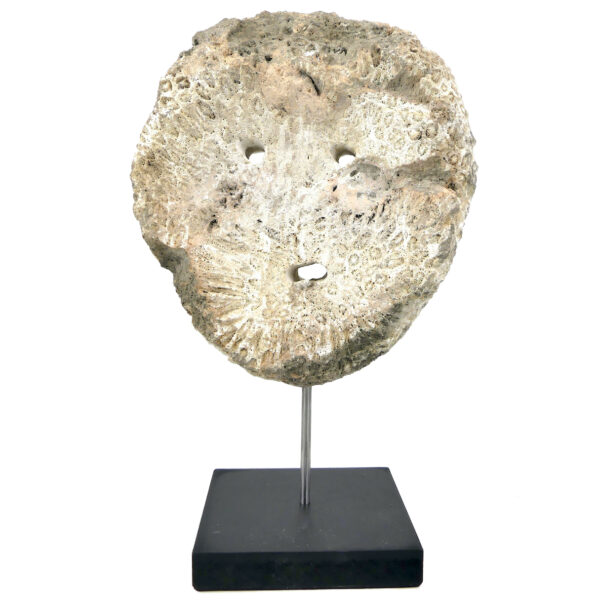 Masque d’ancêtre Atoni en corail fossilisé sur socle Timor oriental (dos)