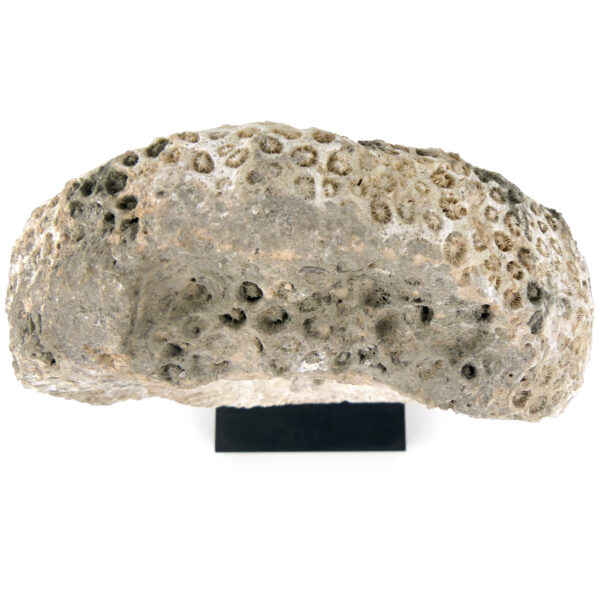Masque d’ancêtre Atoni en corail fossilisé sur socle Timor oriental (dessus)