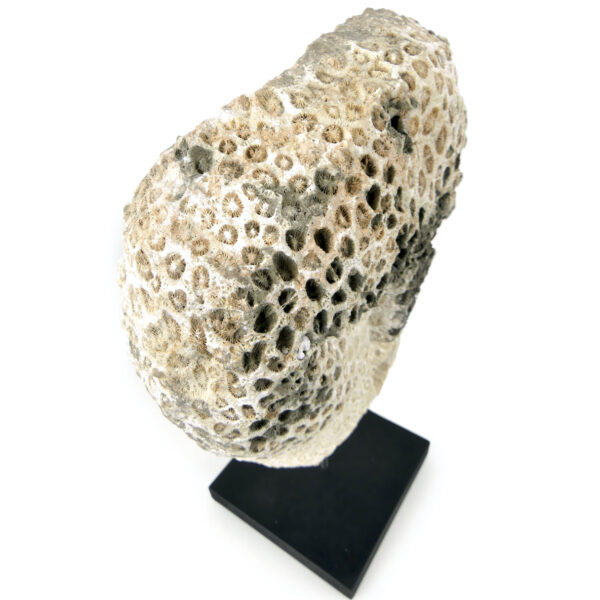 Masque d’ancêtre Atoni en corail fossilisé sur socle Timor oriental (dessus 3/4)