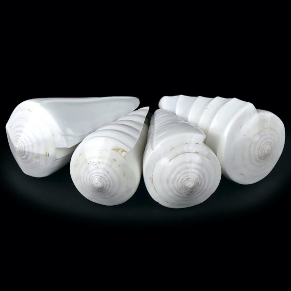 Quatre coquillages Conus Distans sculptés Conidae Curiosités (dessous 3/4)