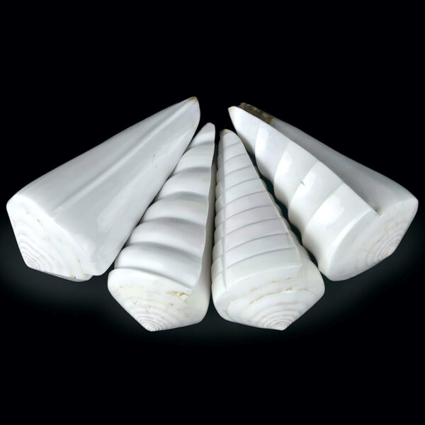 Quatre coquillages Conus Distans sculptés Conidae Curiosités (dessous 3/4)