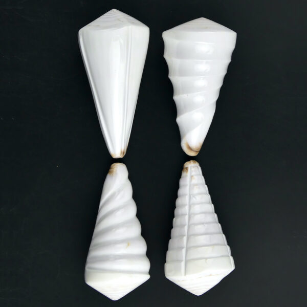 Quatre coquillages Conus Distans sculptés Conidae Curiosités (dessus)