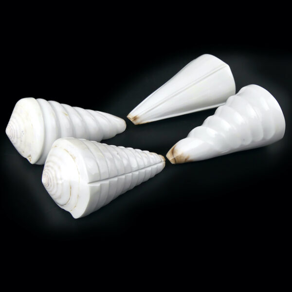 Quatre coquillages Conus Distans sculptés Conidae Curiosités (3/4)