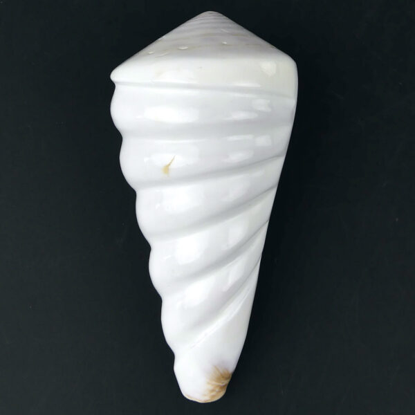 Quatre coquillages Conus Distans sculptés Conidae Curiosités (1)