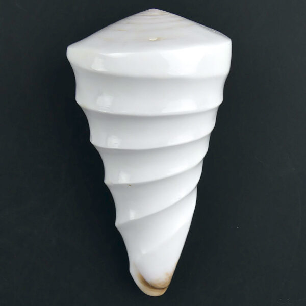 Quatre coquillages Conus Distans sculptés Conidae Curiosités (2)