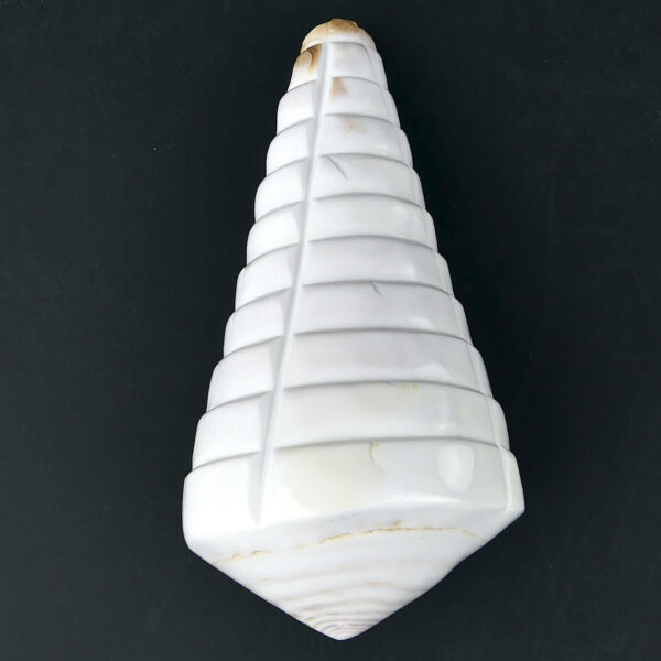 Quatre coquillages Conus Distans sculptés Conidae Curiosités (3)