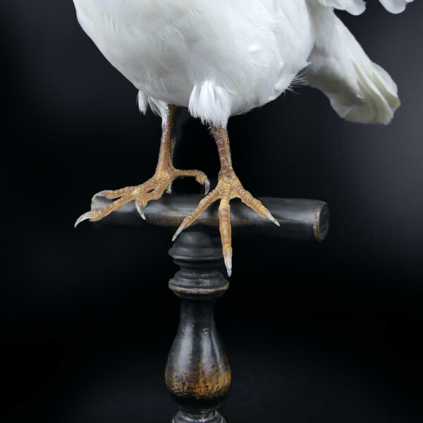 Colombe blanche naturalisée aux ailes déployées sur perchoir en bois (détail)