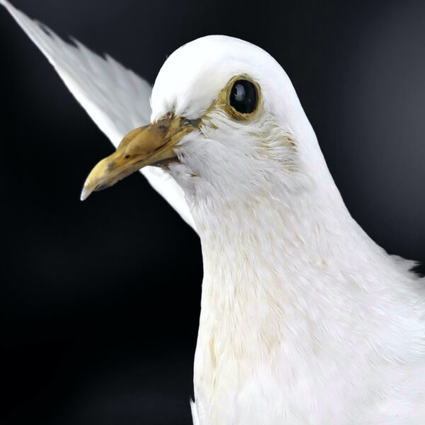 Colombe blanche naturalisée aux ailes déployées sur perchoir en bois (détail)