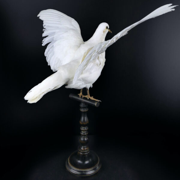Colombe blanche naturalisée aux ailes déployées sur perchoir en bois (3/4 dos)