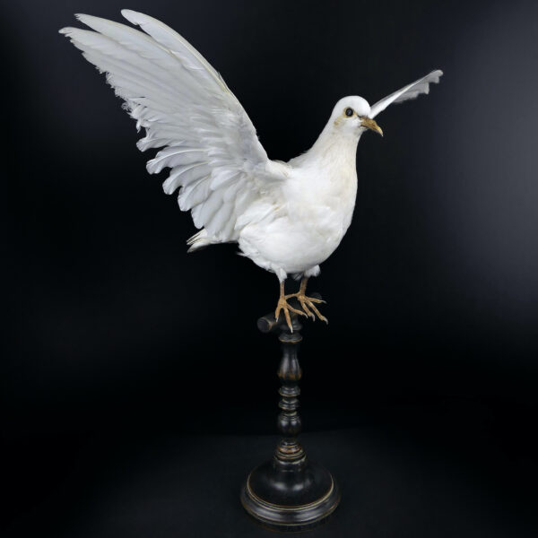 Colombe blanche naturalisée aux ailes déployées sur perchoir en bois (3/4)