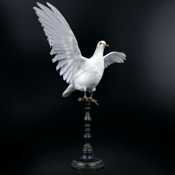 Colombe blanche naturalisée aux ailes déployées sur perchoir en bois (3/4)