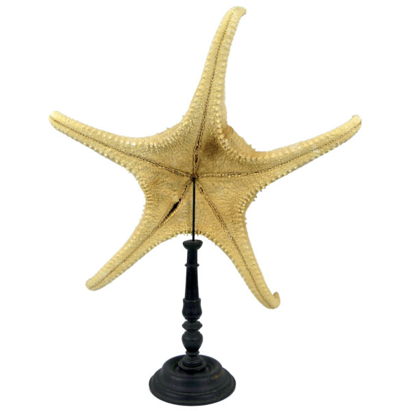 Belle et grande Astéride étoile de mer à 5 branches recourbées sur pied (dos)