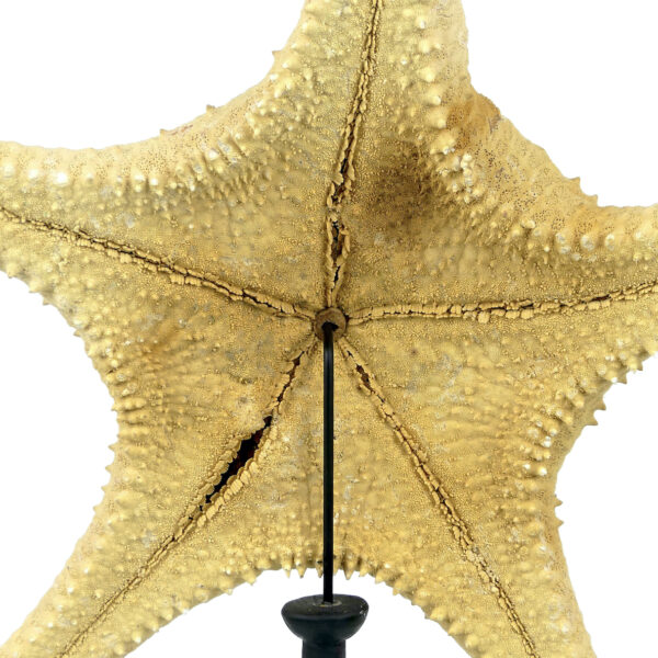 Belle et grande Astéride étoile de mer à 5 branches recourbées sur pied (détail)