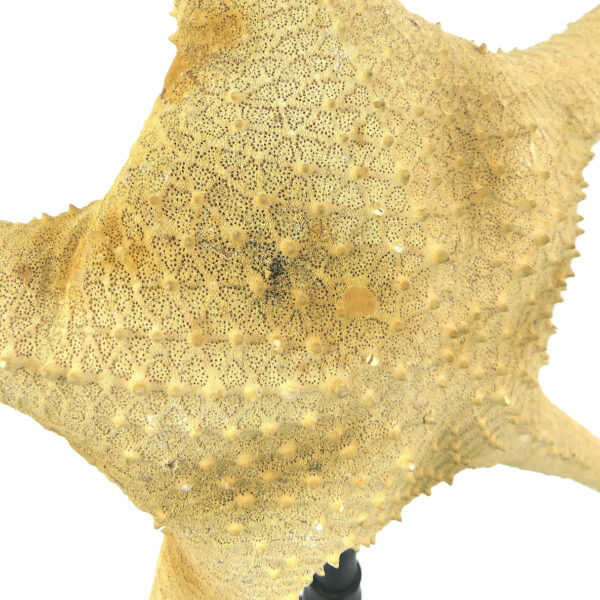 Belle et grande Astéride étoile de mer à 5 branches recourbées sur pied (détail)