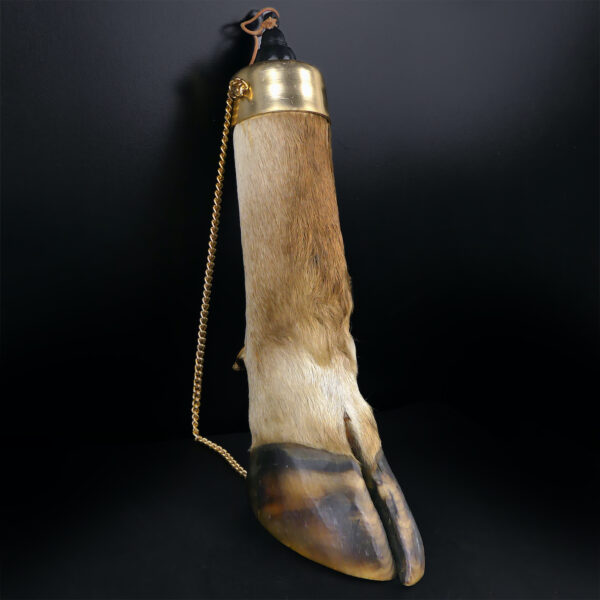 Flasque patte de bovin naturalisé Taxidermie Curiosité Mi-XXe (3/4)