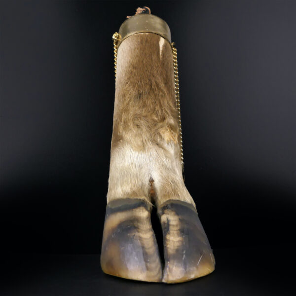 Flasque patte de bovin naturalisé Taxidermie Curiosité Mi-XXe (face)