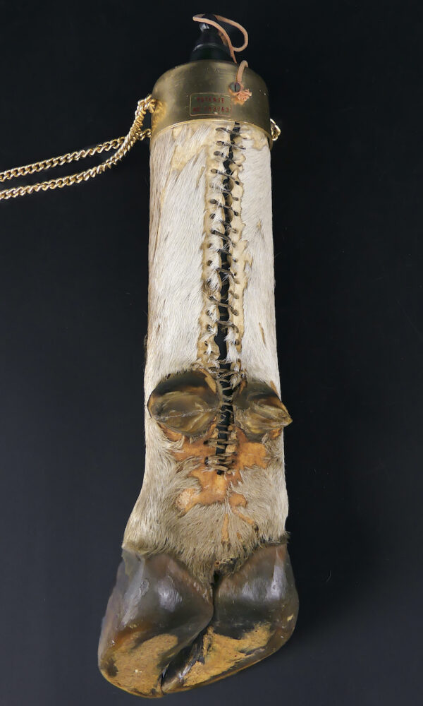 Flasque patte de bovin naturalisé Taxidermie Curiosité Mi-XXe (derrière)